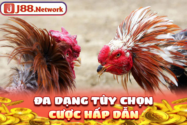 Đa dạng tùy chọn cược hấp dẫn Đa dạng tùy chọn cược hấp dẫn