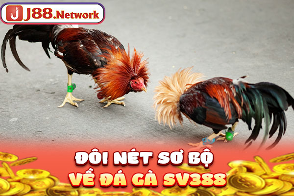 Đôi nét sơ bộ về đá gà SV388 Đôi nét sơ bộ về đá gà SV388